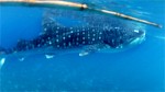 En Route Whale Shark Butanding Tuki Watching Oslob Cebu Philippines Cover