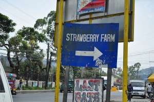 En Route Strawberry Picking, Strawberry Picking, Strawberry Fields, Strawberries, La Trinidad, Baguio