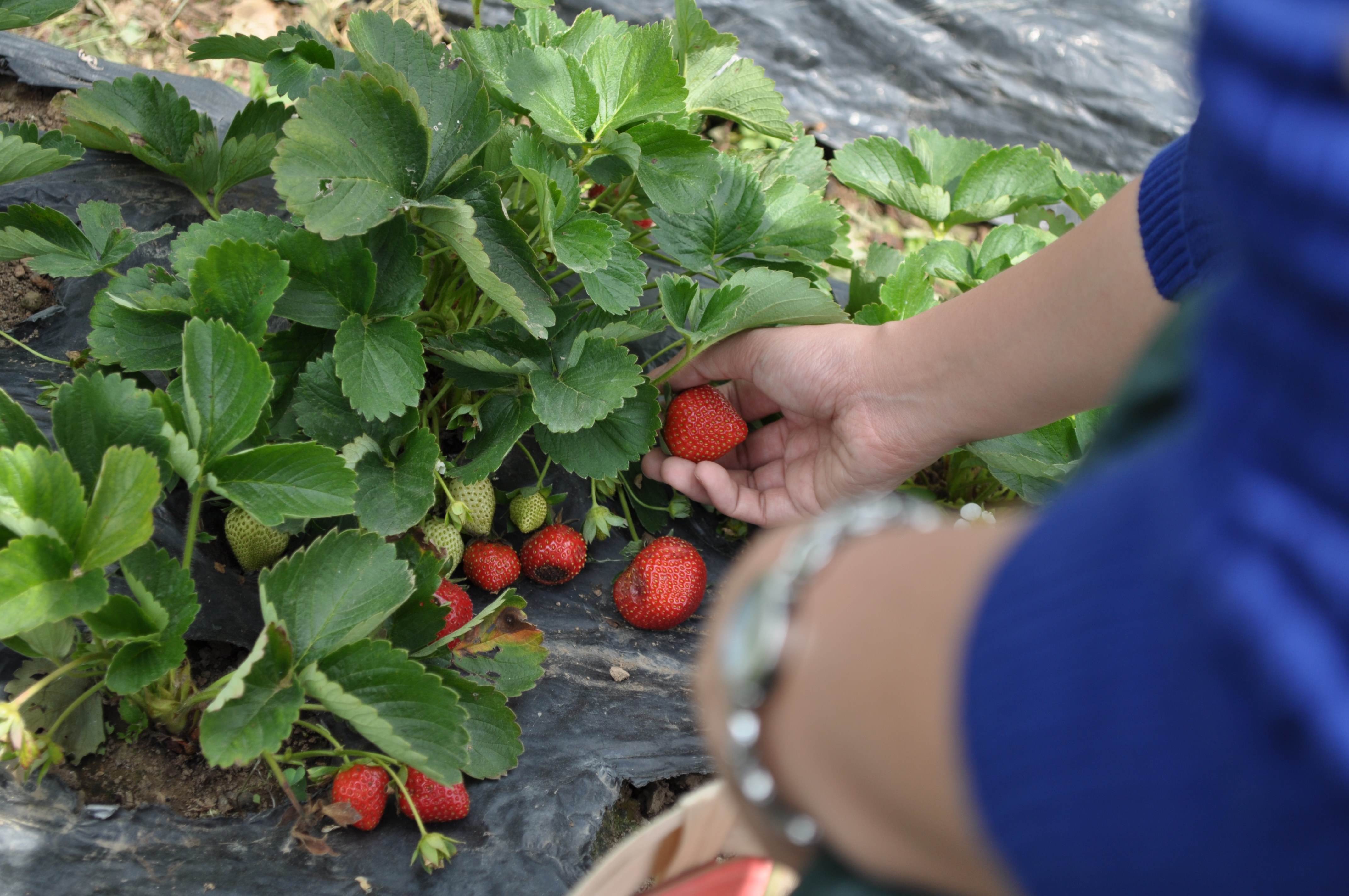 En Route Strawberry Picking, Strawberry Picking, Strawberry Fields, Strawberries, La Trinidad, Baguio