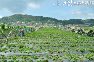 En Route Strawberry Fields La Trinidad Benguet