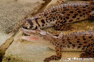 Irawan Palawan Crocodile Farm Irawan Puerto Princesa City Palawan Philippines-1829