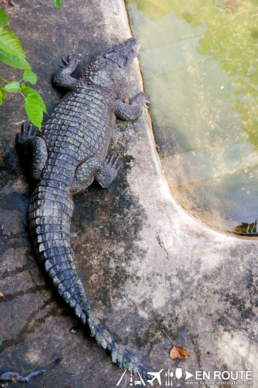 Irawan Palawan Crocodile Farm Irawan Puerto Princesa City Palawan Philippines-1835