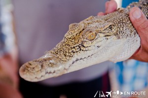 Irawan Palawan Crocodile Farm Irawan Puerto Princesa City Palawan Philippines-1849