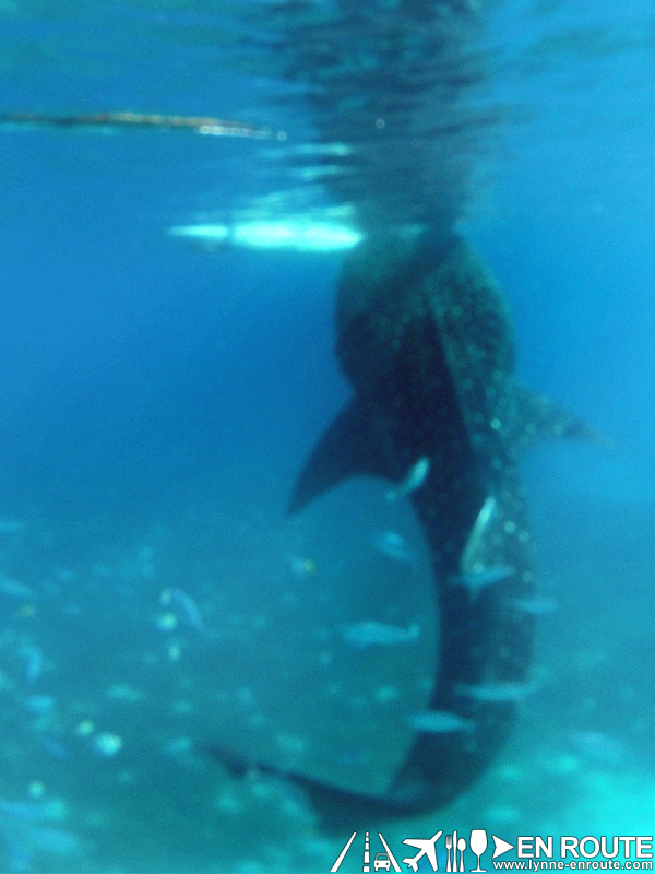 En Route Whale Shark Butanding Tuki Watching Oslob Cebu Philippines