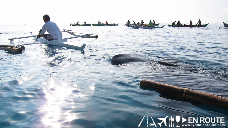 Whale Shark Watching and Feeding Oslob Cebu Philippines-9284