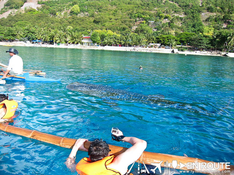 Whale Shark Watching and Feeding Oslob Cebu Philippines-9291