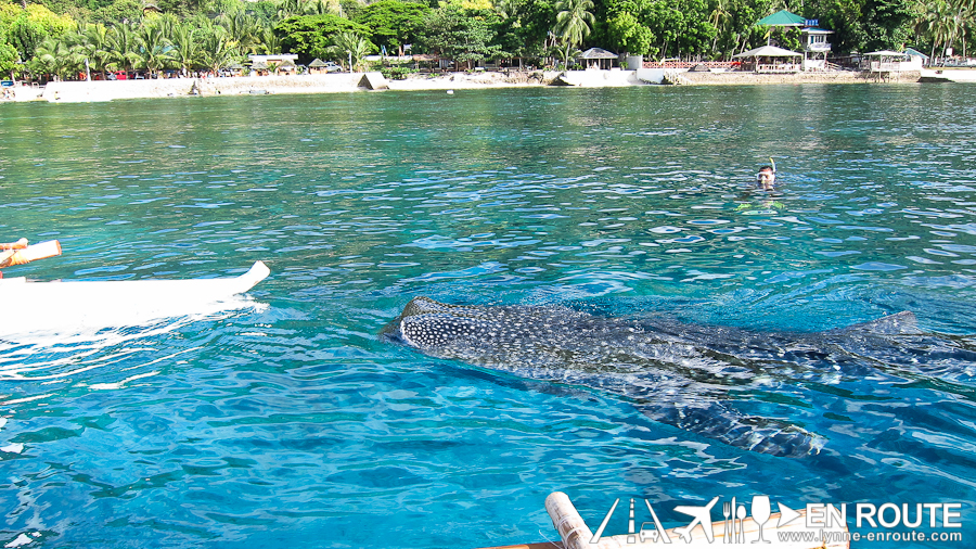 Whale Shark Watching and Feeding Oslob Cebu Philippines-9299