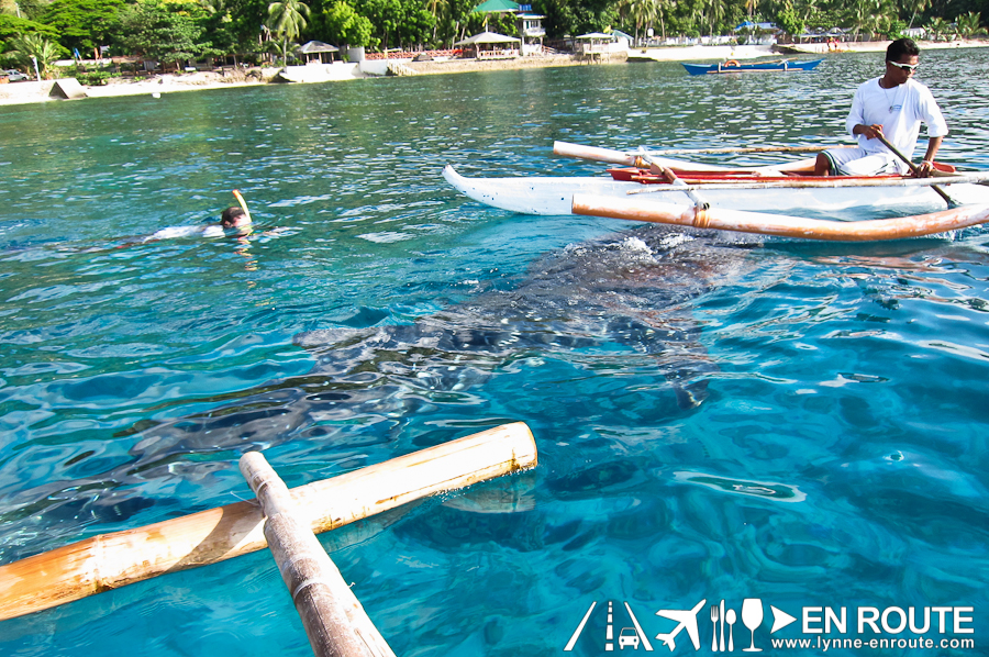 Whale Shark Watching and Feeding Oslob Cebu Philippines-9306